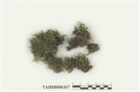 藏品(無疣同蒴苔)的圖片